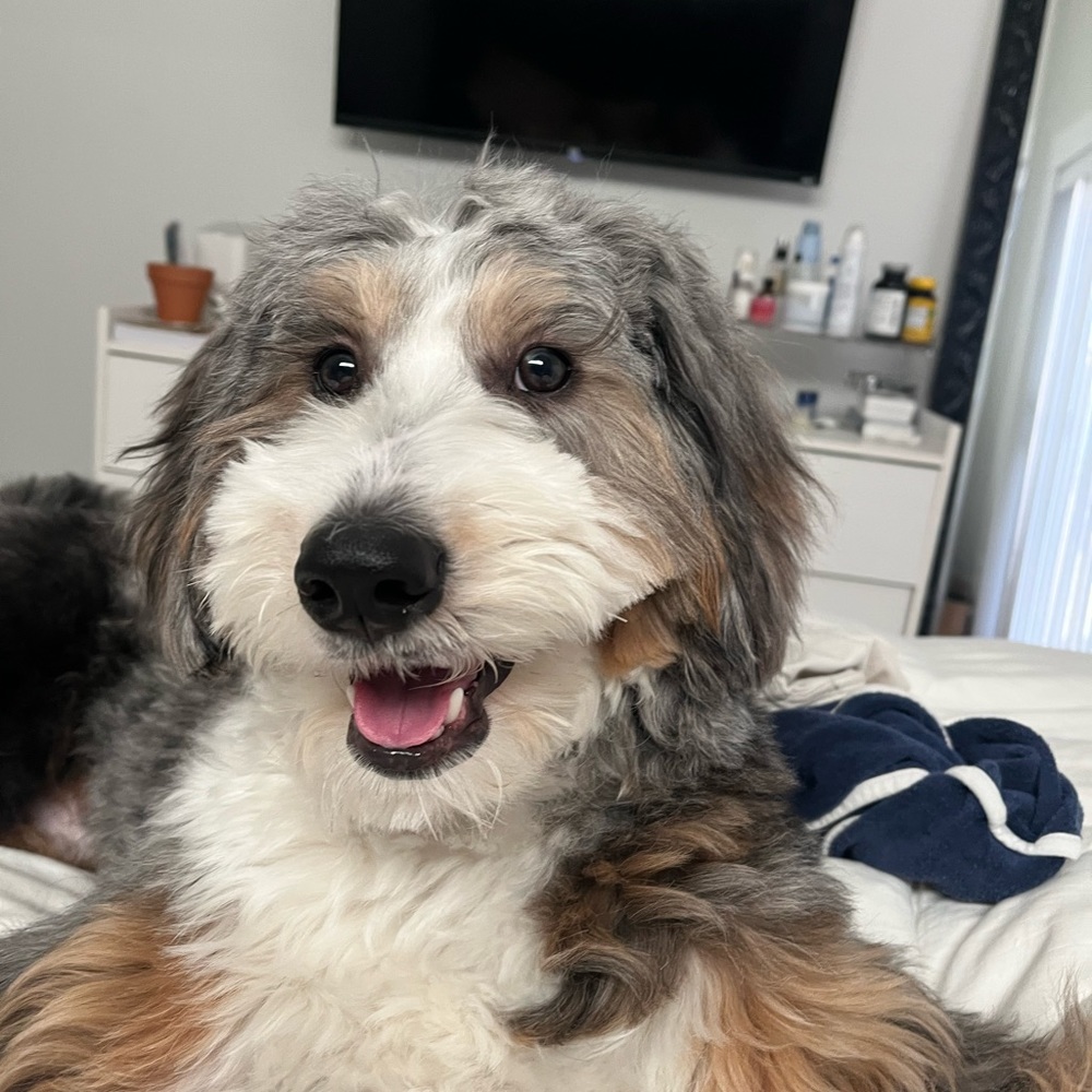 Meet your Posher, Samantha